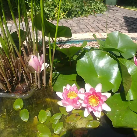 Nocleg ze śniadaniem Les Hortensias Du Monastere 3*